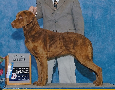 chesapeake bay retriever puppies for sale nc chesapeake farm chesapeake bay retriever puppies for sale nc chesapeake farm