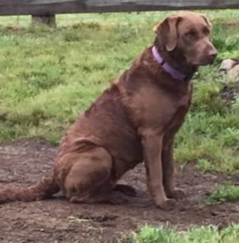Chesapeake Bay Retriever Grace