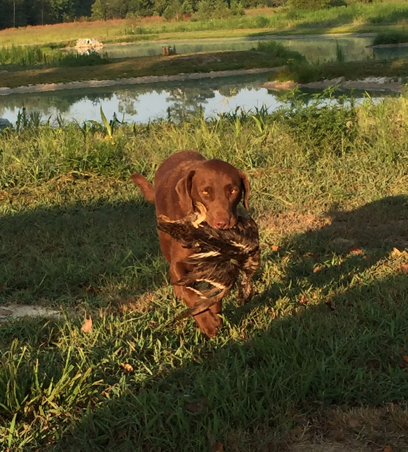 Chesapeake Bay Retriever Grace hunting
