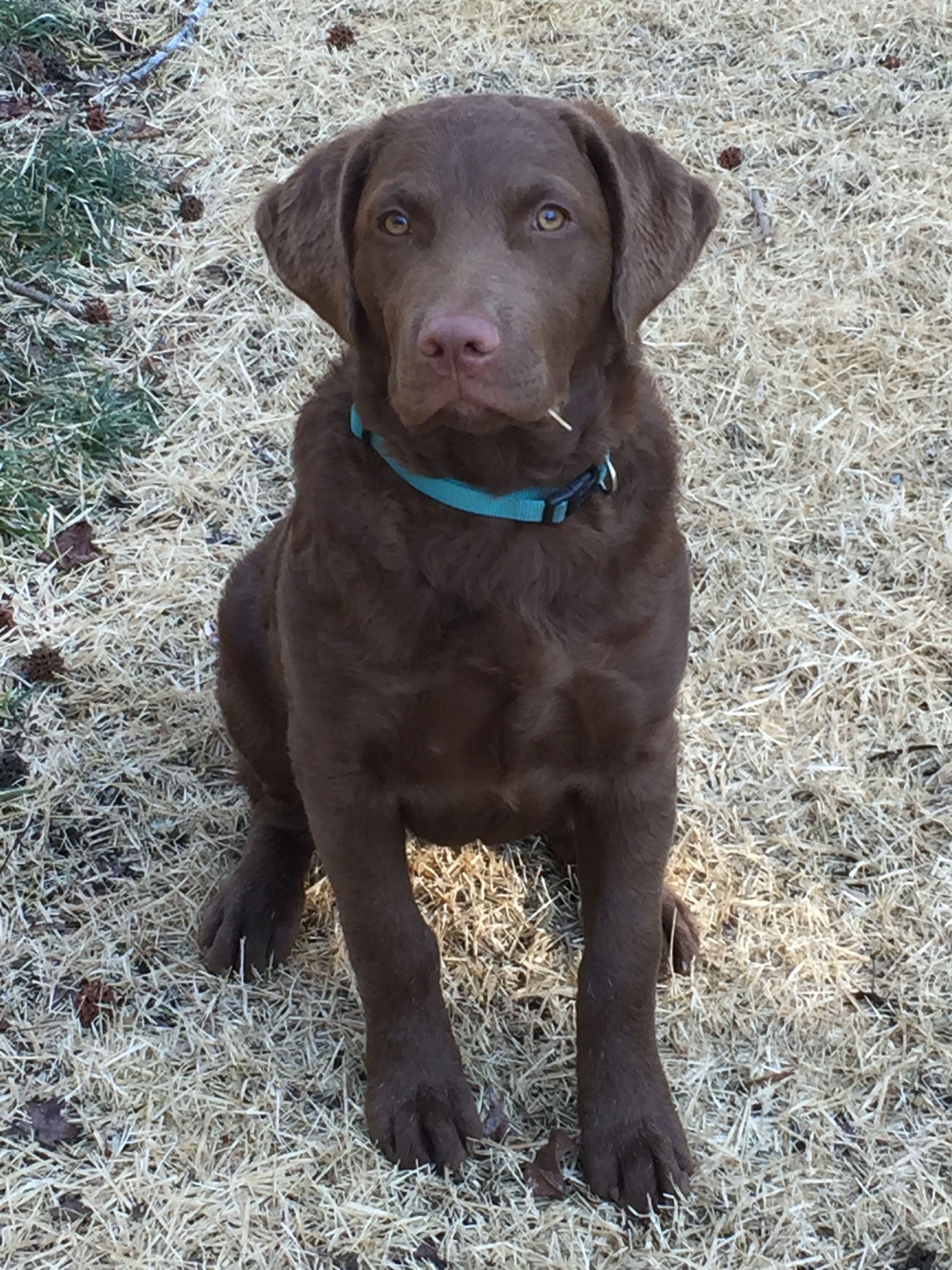 Olive Chesapeake Bay Retriever Puppy NC