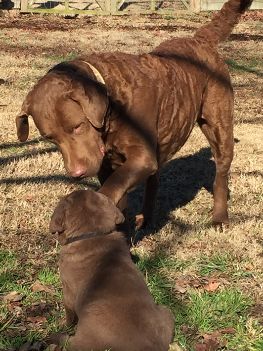 Olive Chesapeake Farm Puppies