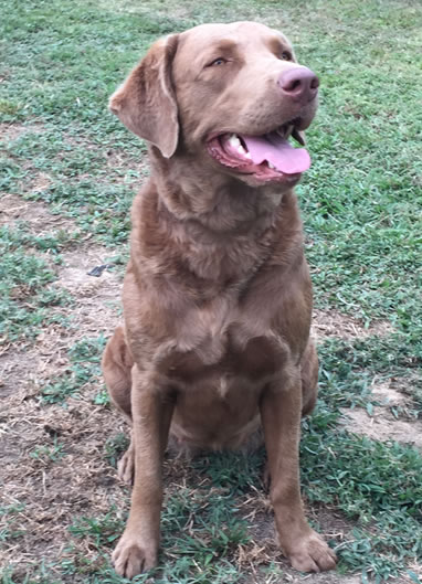 Sadie Chesapeake Farm NC Chessies