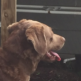 Sadie Chesapeake Farm NC Chessies