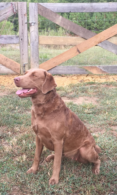 Sadie Chesapeake Farm NC Chessies