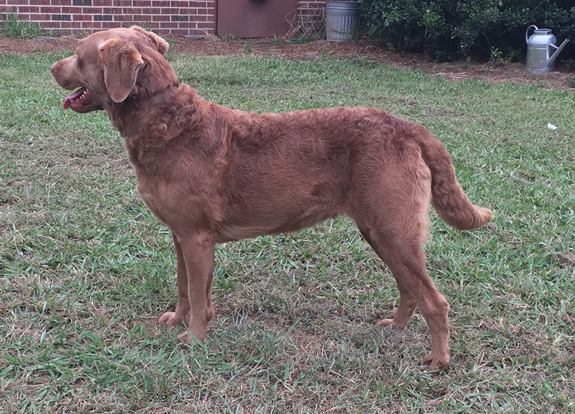Sadie Chesapeake Farm NC Chessies