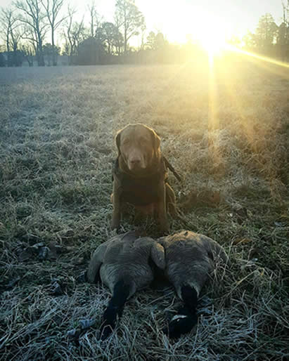 Chesapeake Farm SAnford NC; Ellie Mae
