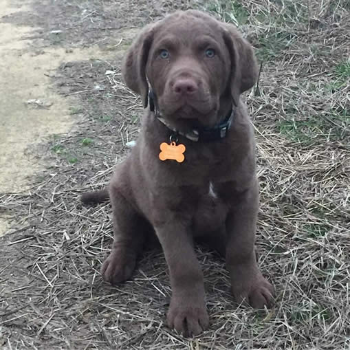 Hoyt - Chesapeake Bay Retrievers