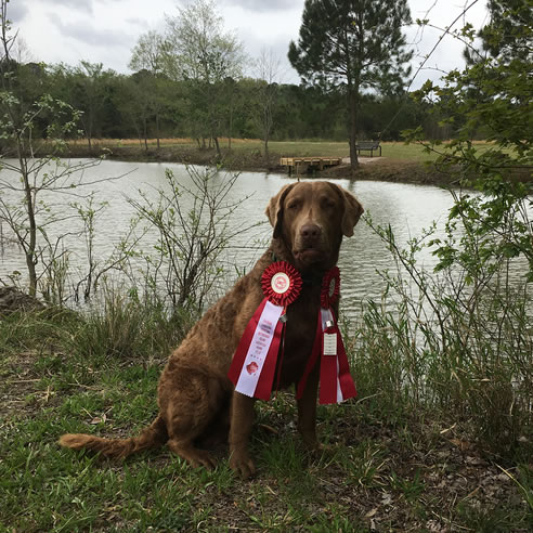 hudson king from the north chesapeake bay retriever