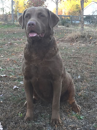 olive chesapeake farm nc puppies