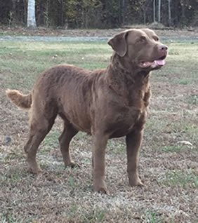 Olive Chesapeake Farm NC Chessies