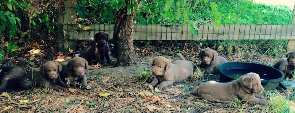 Chesapeake Bay Retriever Farm Puppies