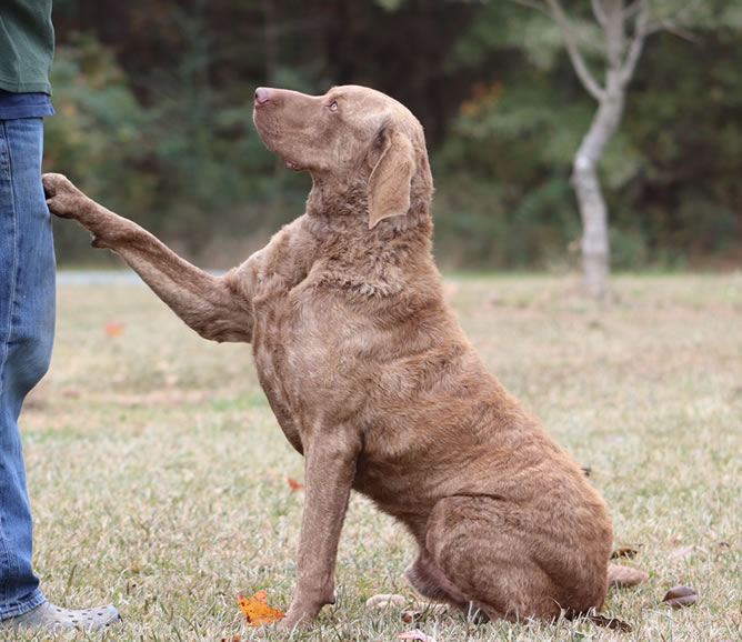Chesapeake Bay Retriever Tug Rio Farm Puppies
