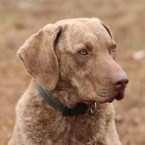 Chesapeake Bay Retriever Tug Rio Farm Puppies