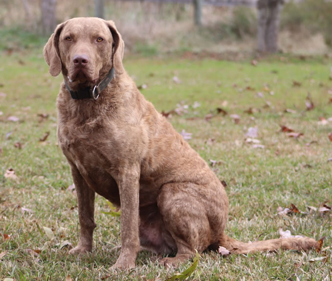 Chesapeake Bay Retriever Tug Rio Farm Puppies