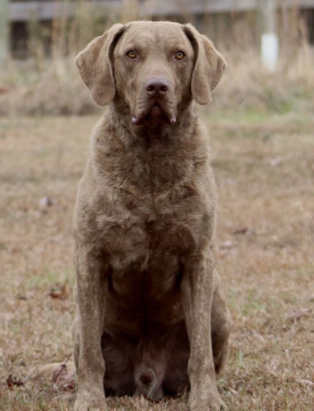 Rio Chesapeake Farm Chesapeake Bay Retriever